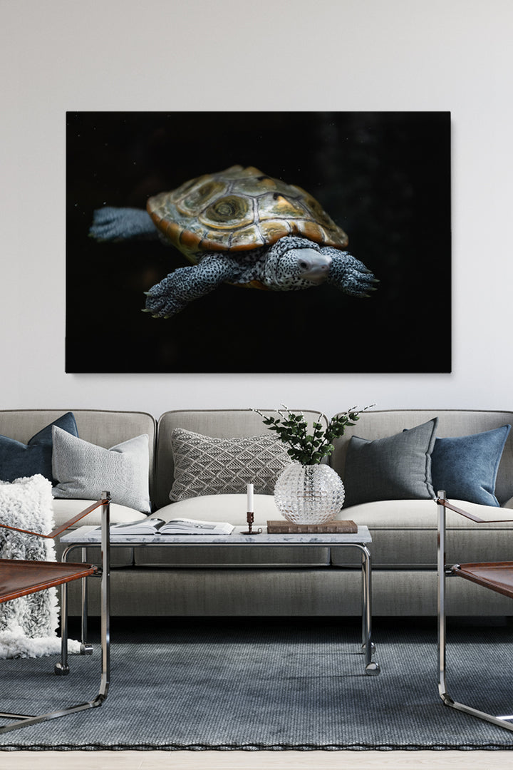 Swimming Turtle