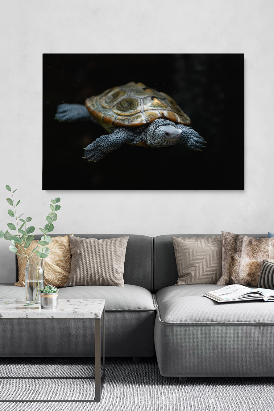 Swimming Turtle