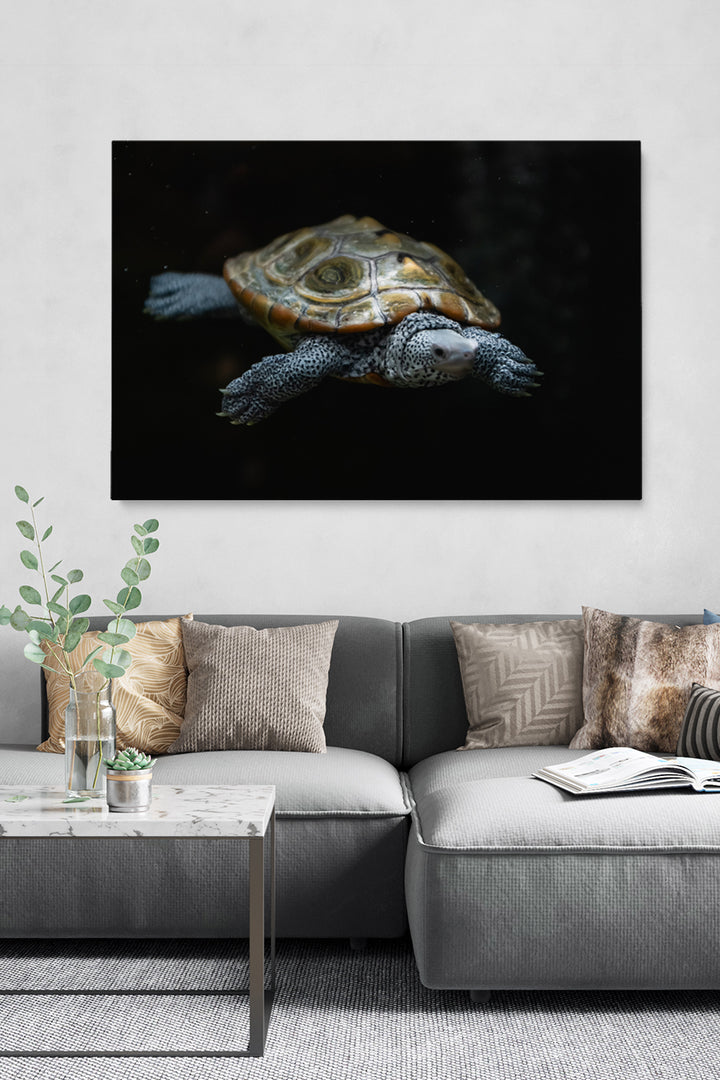 Swimming Turtle