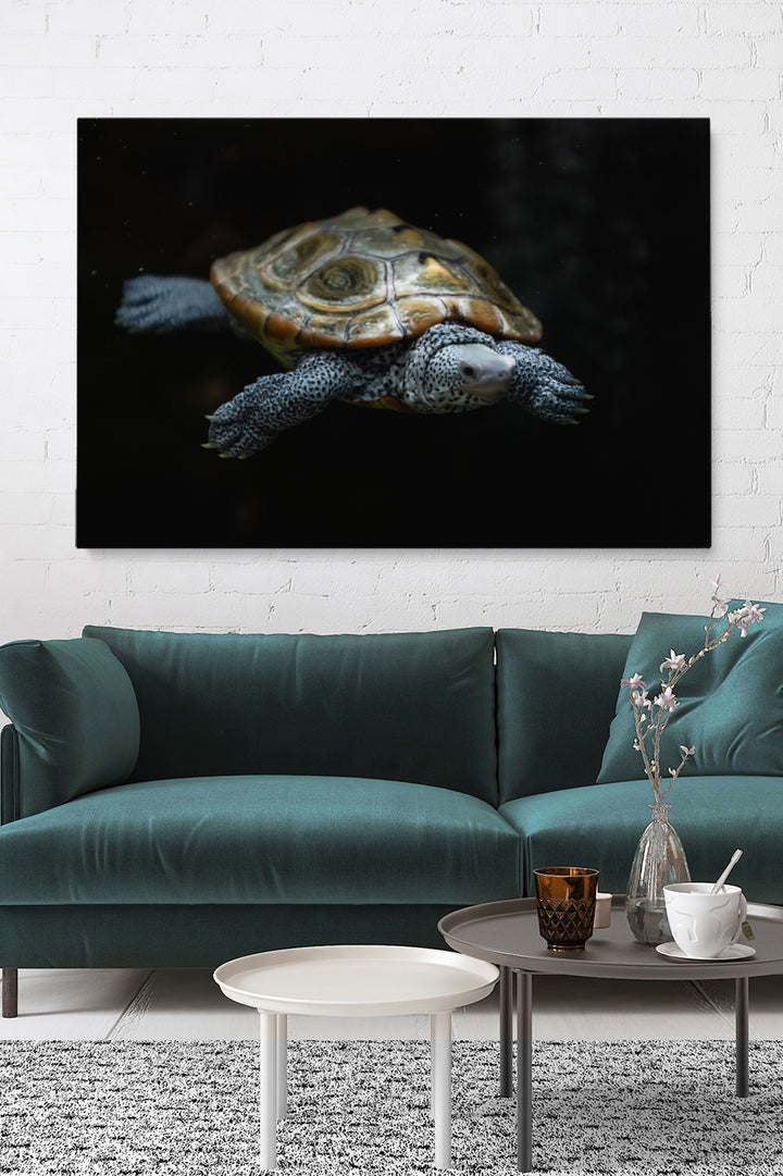 Swimming Turtle