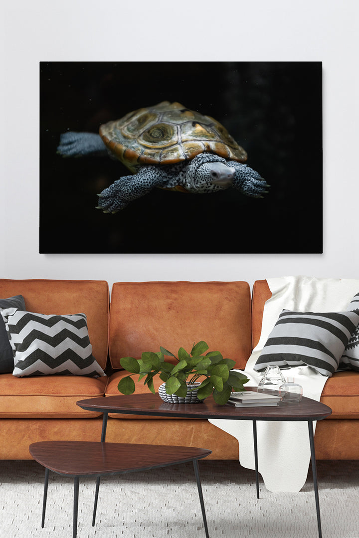 Swimming Turtle