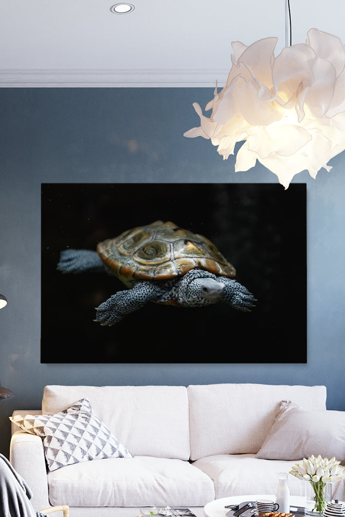 Swimming Turtle