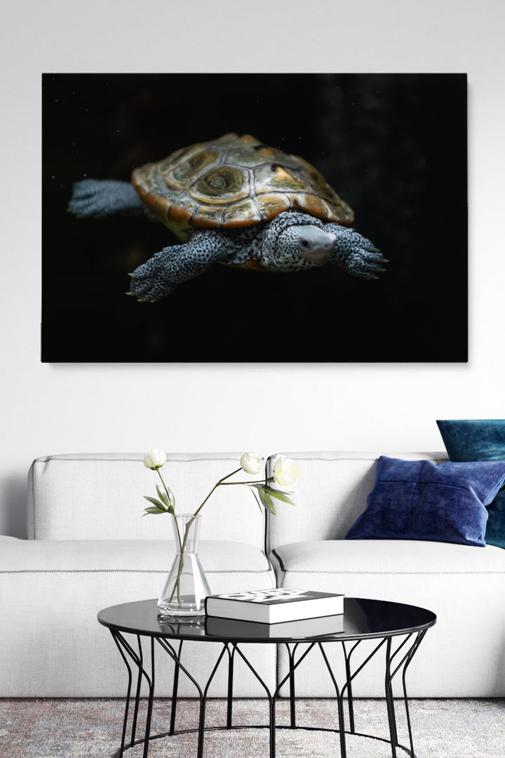 Swimming Turtle