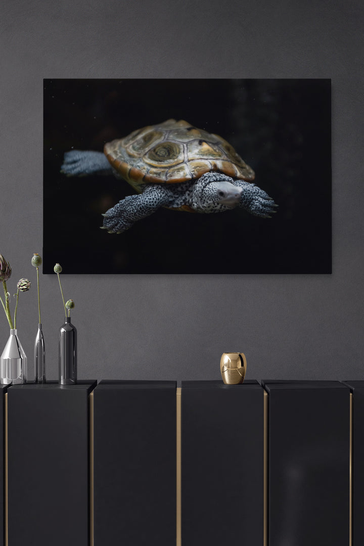 Swimming Turtle