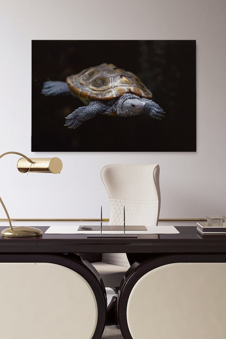 Swimming Turtle