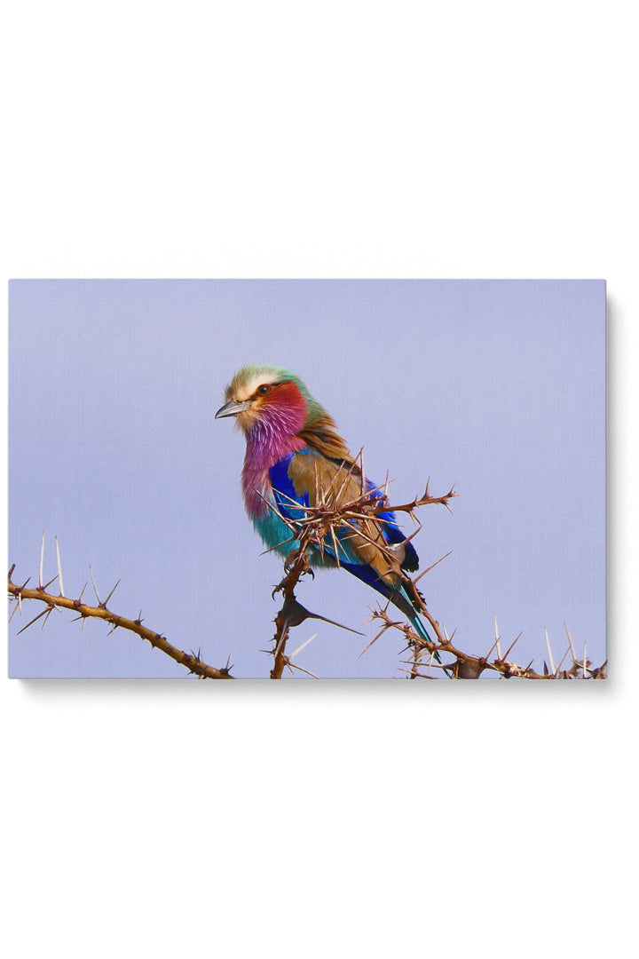 Tansania 7 Farbvogel