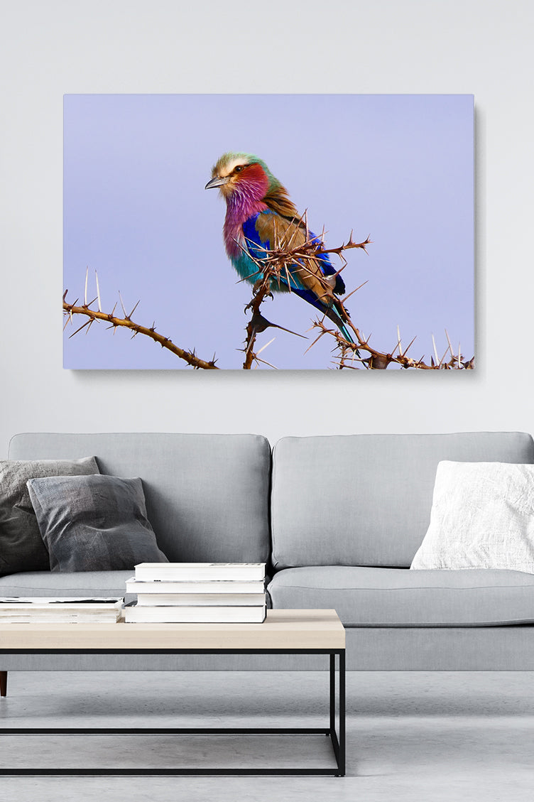 Tansania 7 Farbvogel