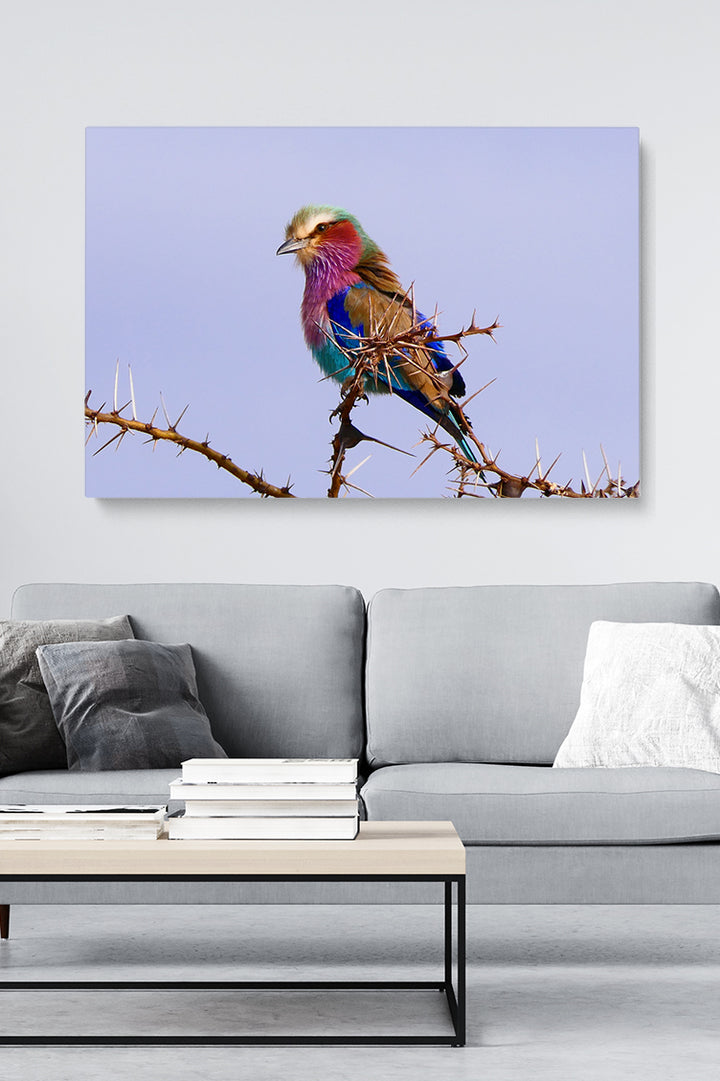 Tansania 7 Farbvogel