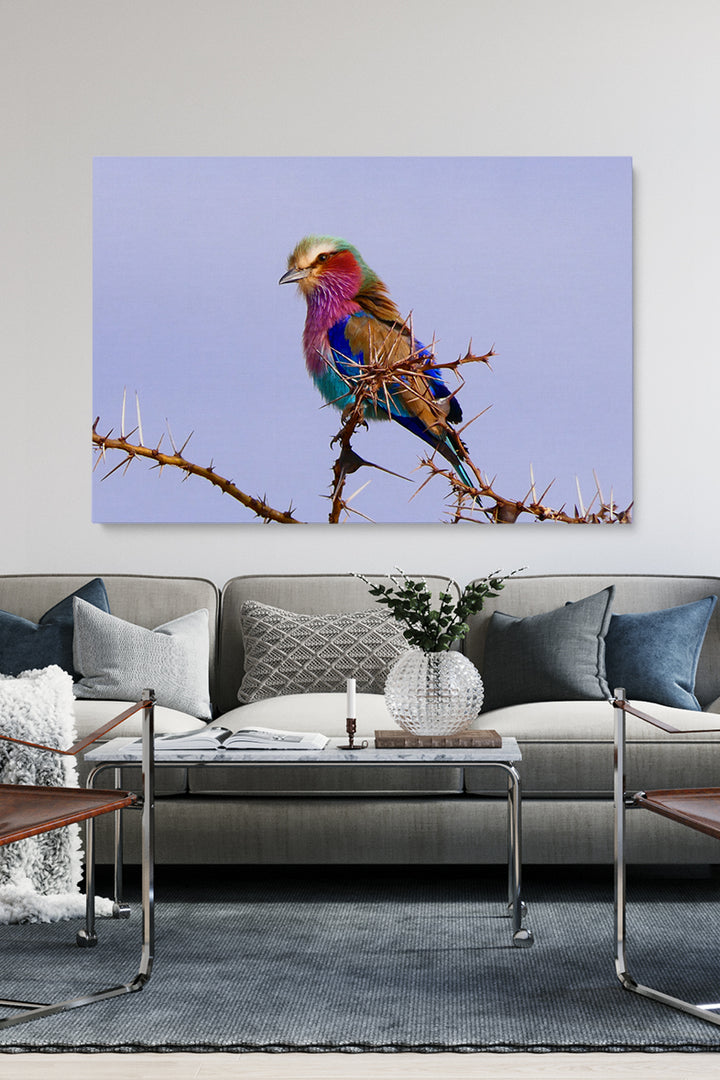 Tansania 7 Farbvogel