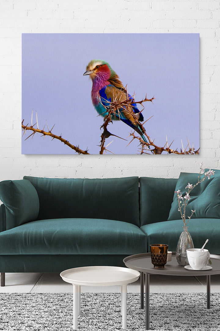 Tansania 7 Farbvogel