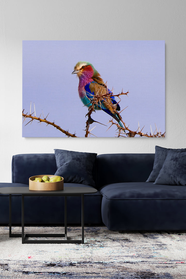 Tansania 7 Farbvogel
