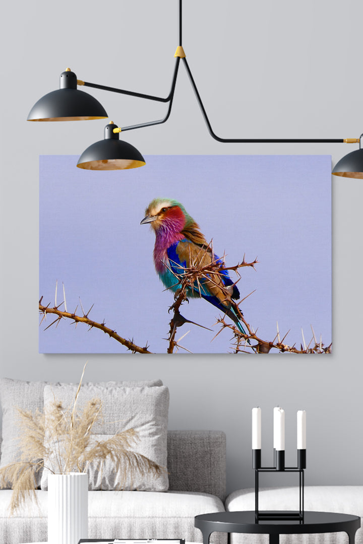 Tansania 7 Farbvogel