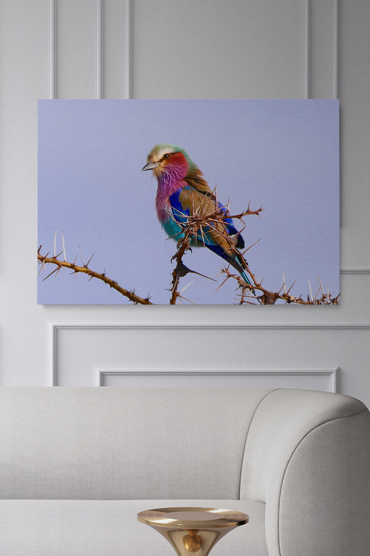 Tansania 7 Farbvogel