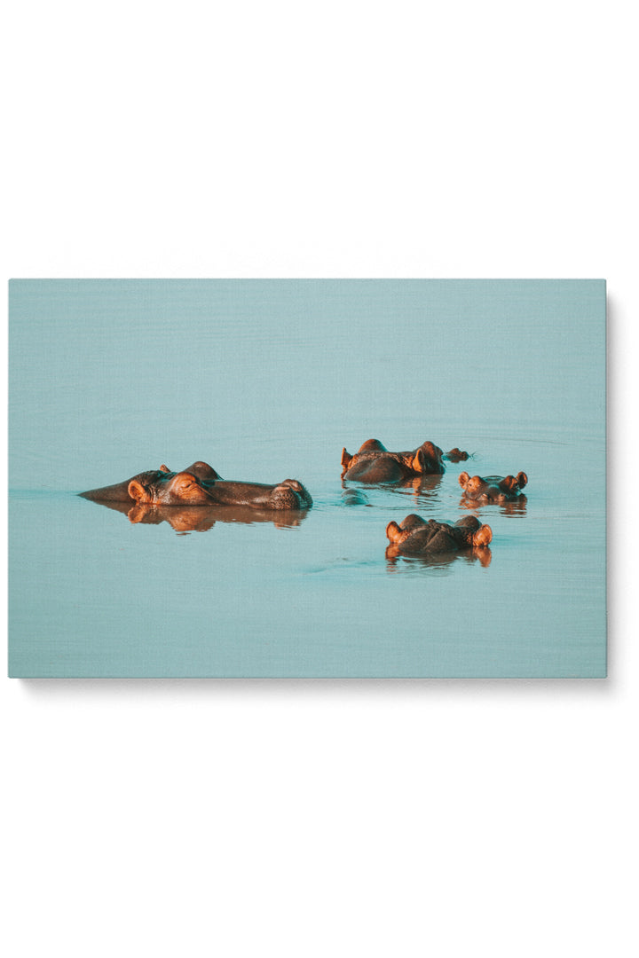 Water Hippos