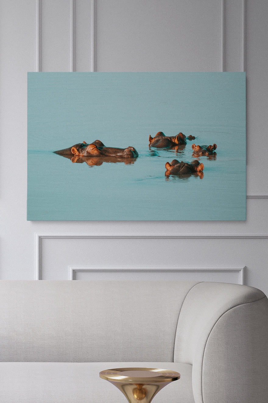 Water Hippos