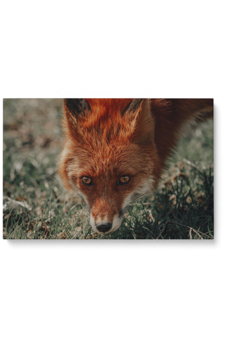 Was sagt der Fuchs