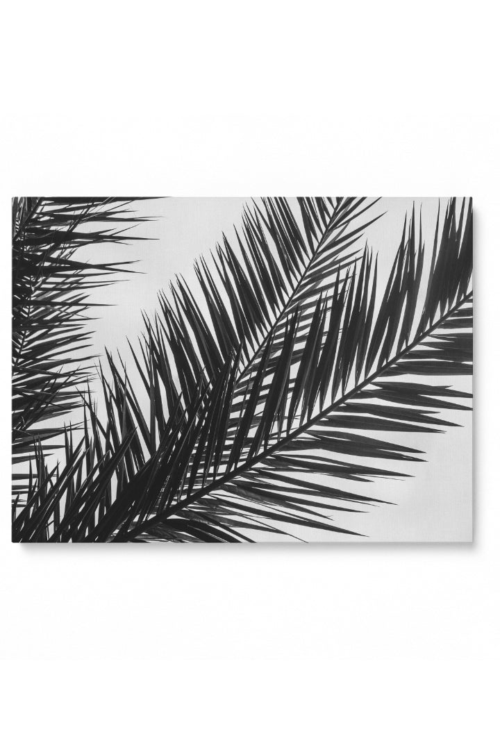 Black And White Palm