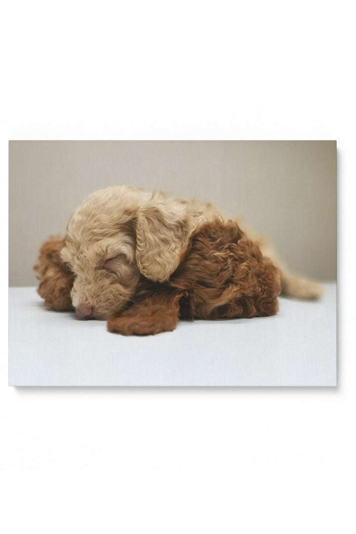 Fluffy Puppy