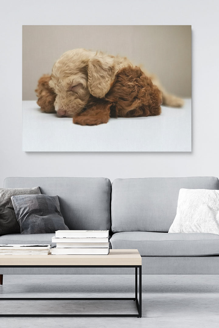 Fluffy Puppy