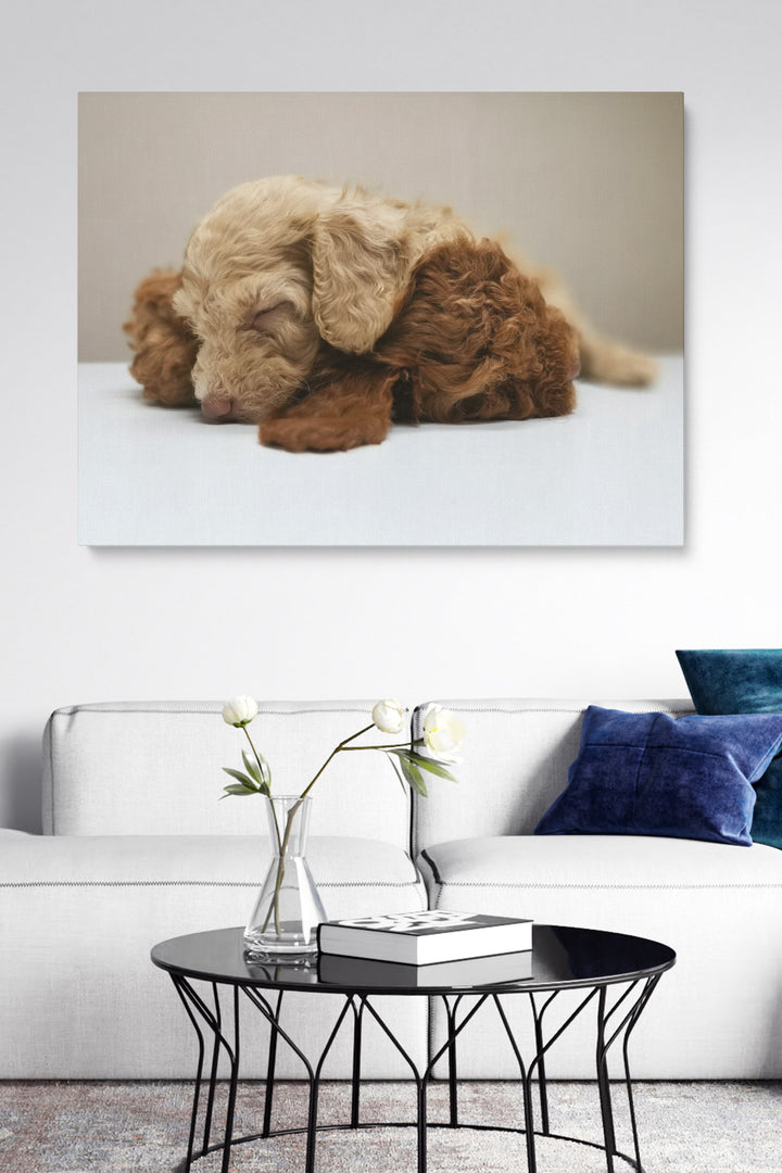 Fluffy Puppy