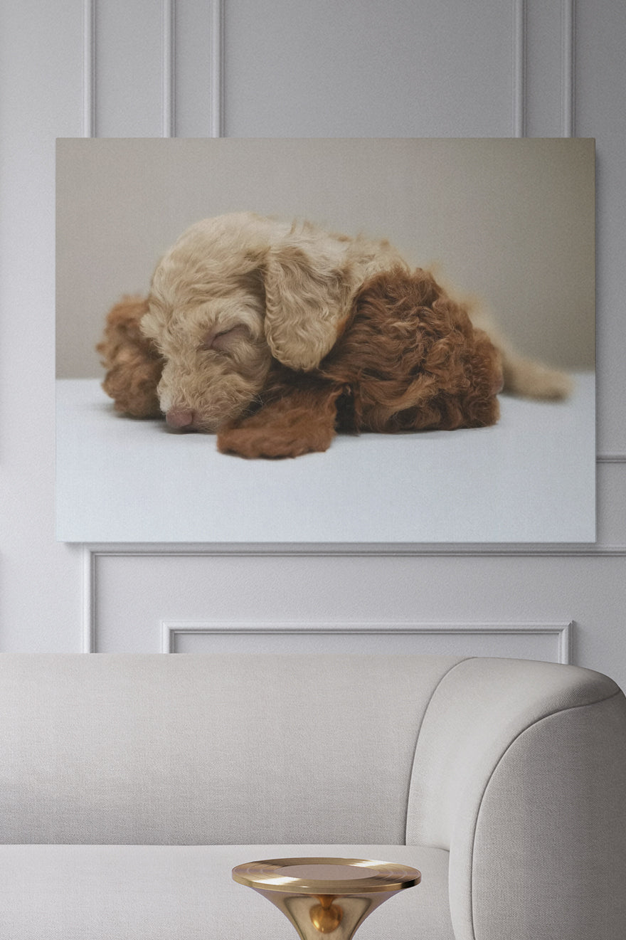 Fluffy Puppy