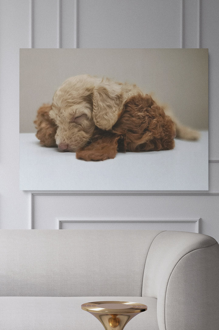 Fluffy Puppy