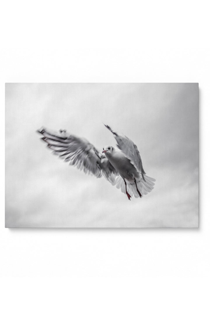 Fliegende Möwe
