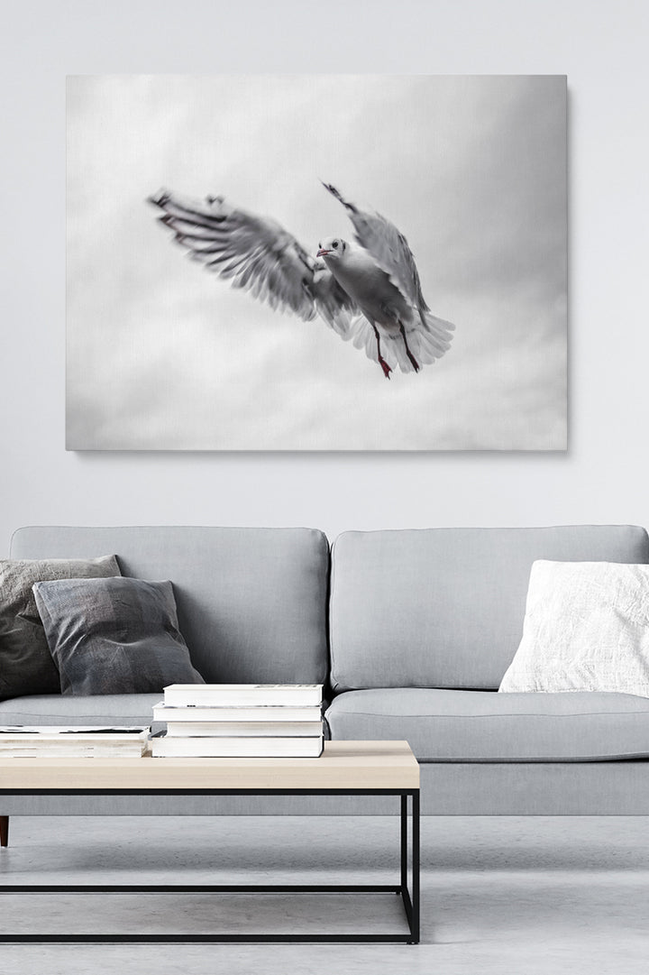 Fliegende Möwe