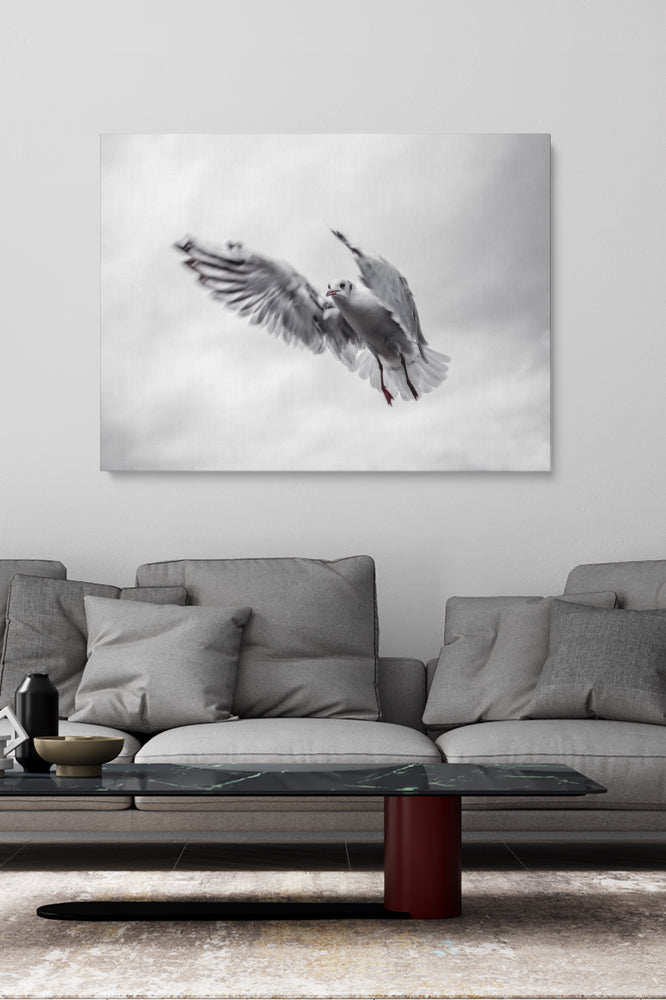 Fliegende Möwe