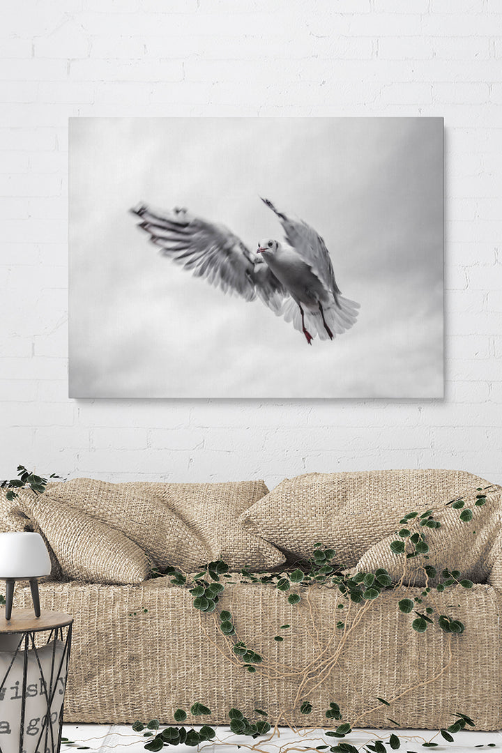Fliegende Möwe