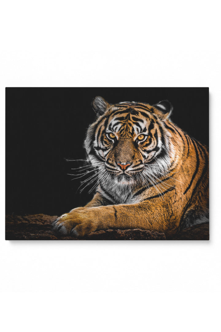 Tiger Staring