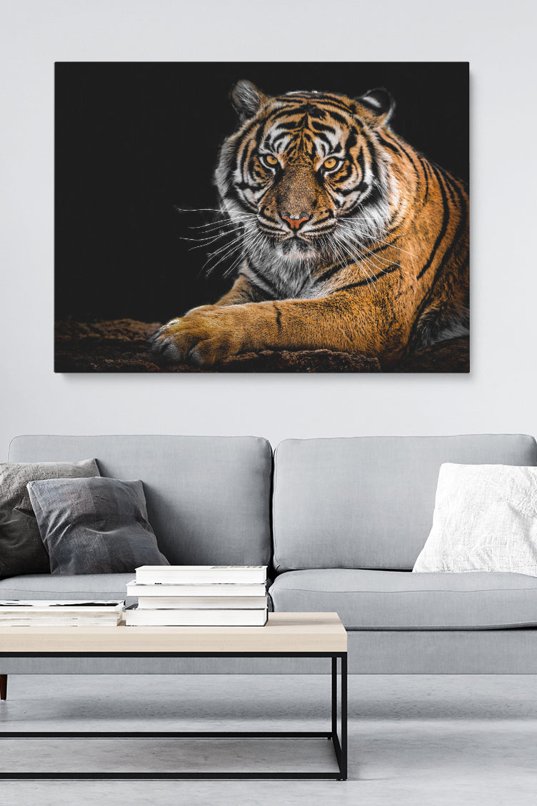 Tiger Staring