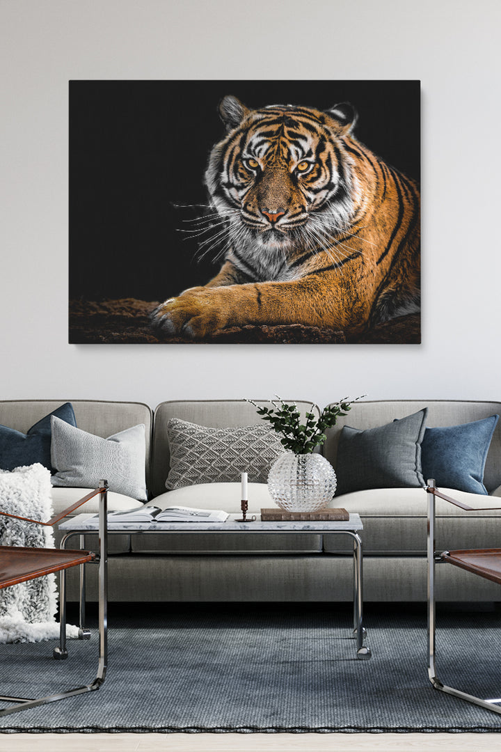 Tiger Staring