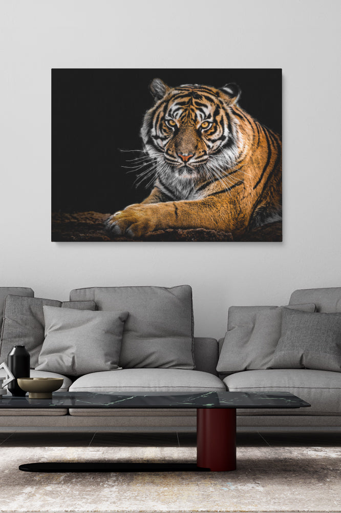 Tiger Staring
