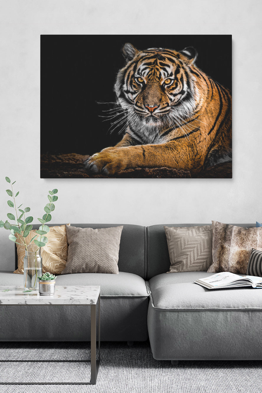 Tiger Staring