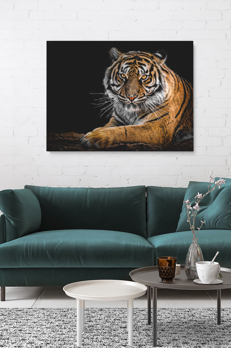 Tiger Staring