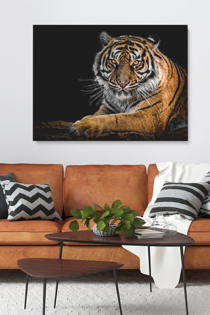 Tiger Staring