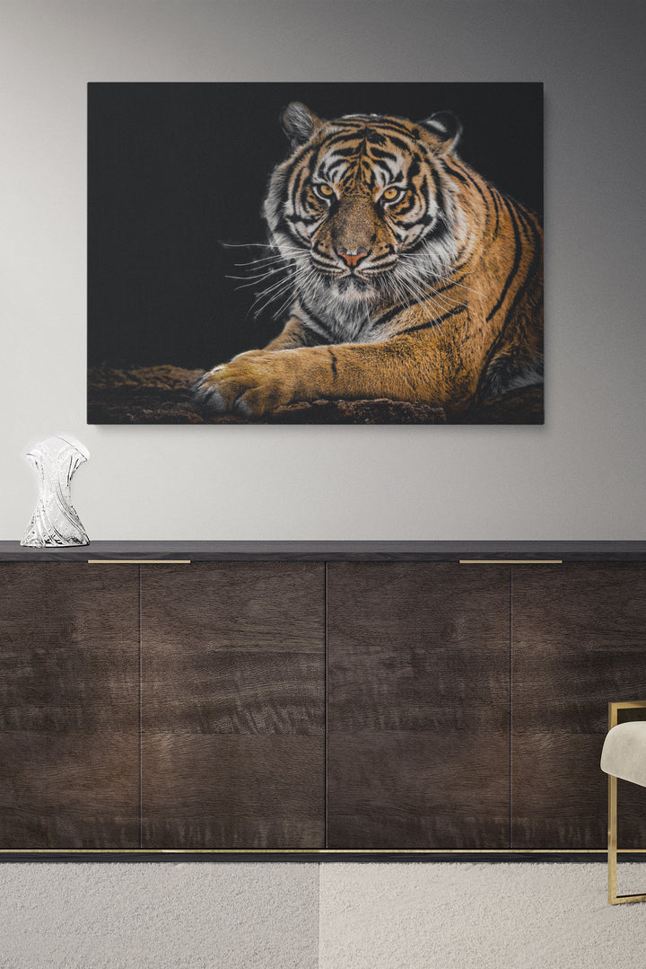 Tiger Staring