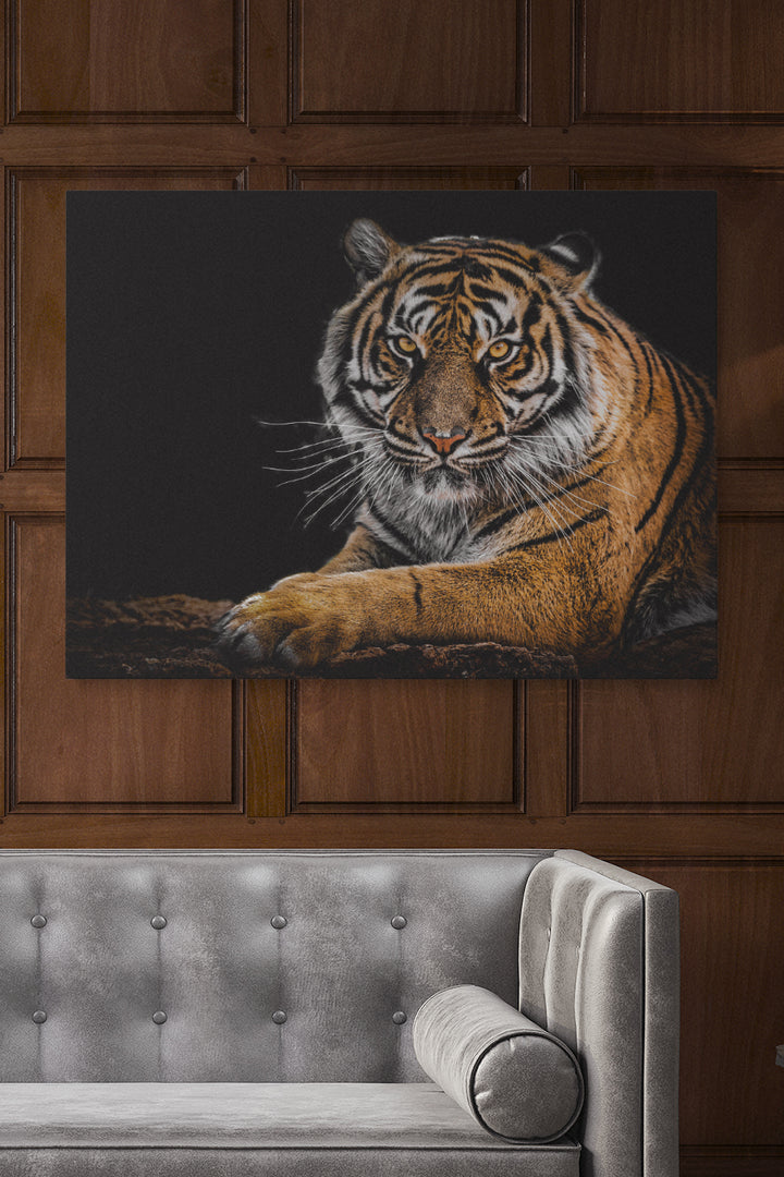 Tiger Staring