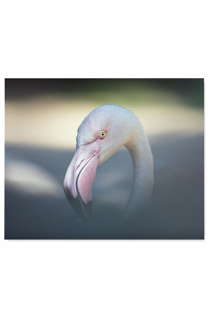 Bird Eye