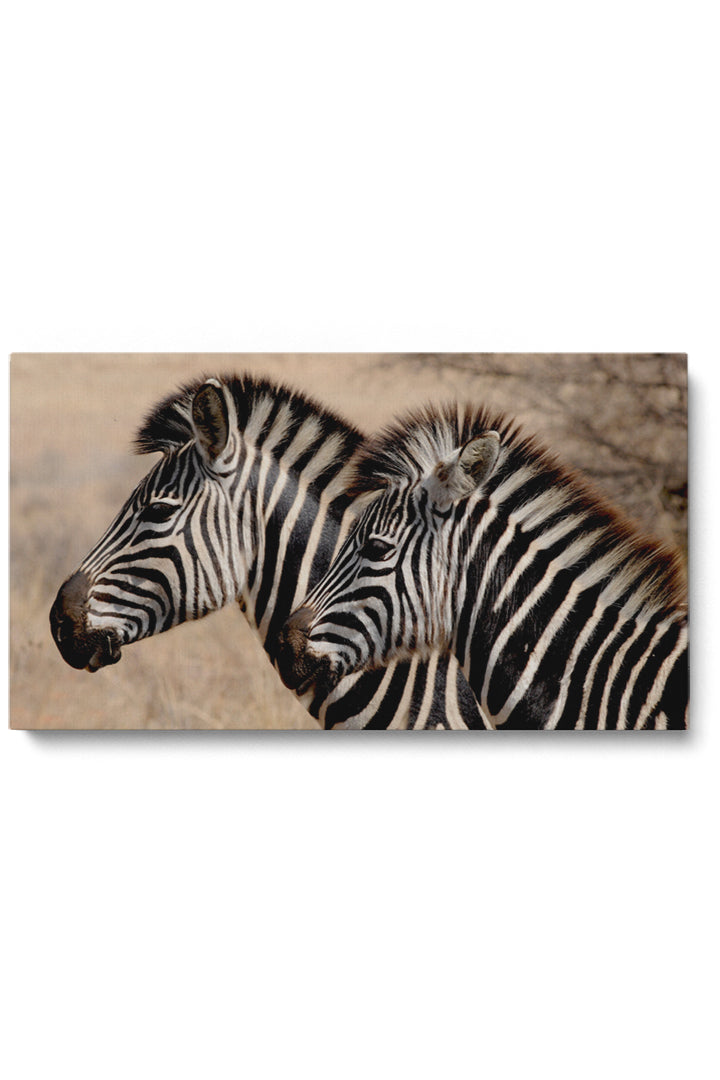 Zebra Stripes