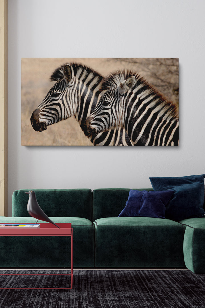 Zebra Stripes