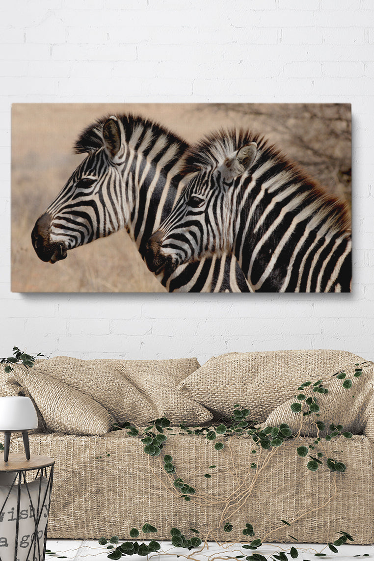 Zebra Stripes