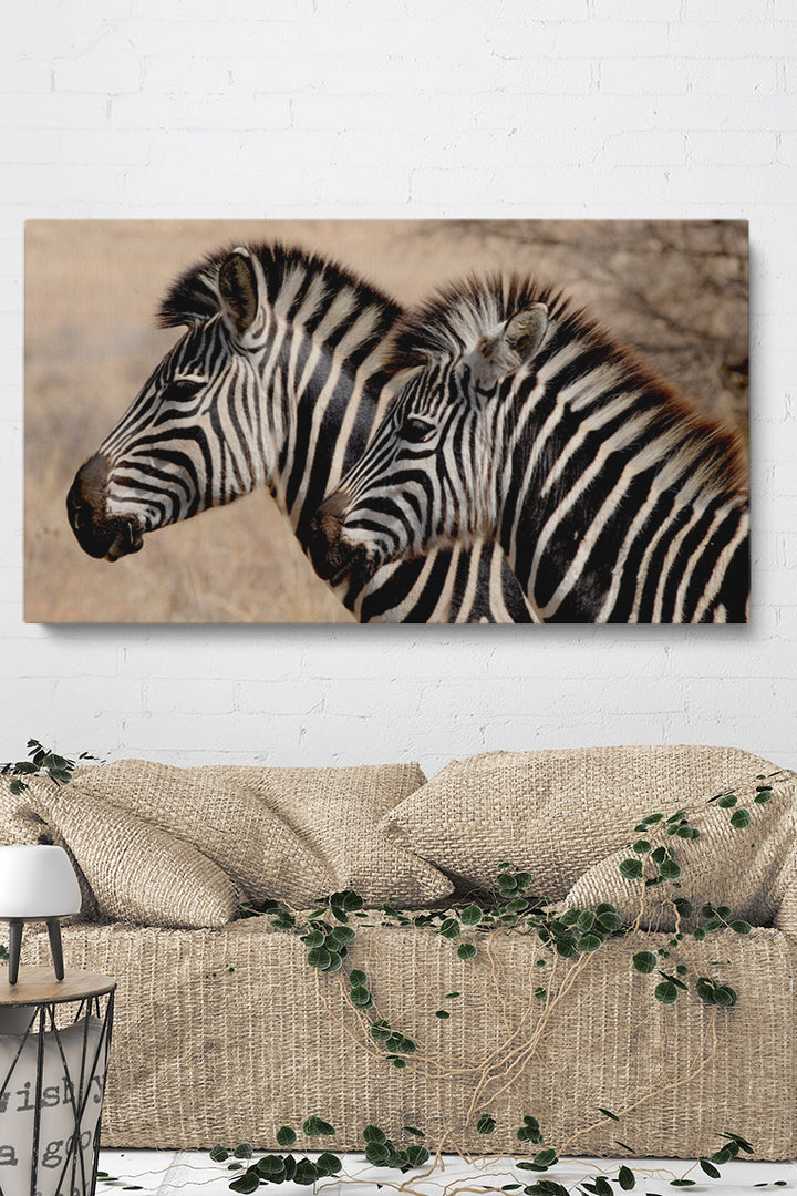 Zebra Stripes