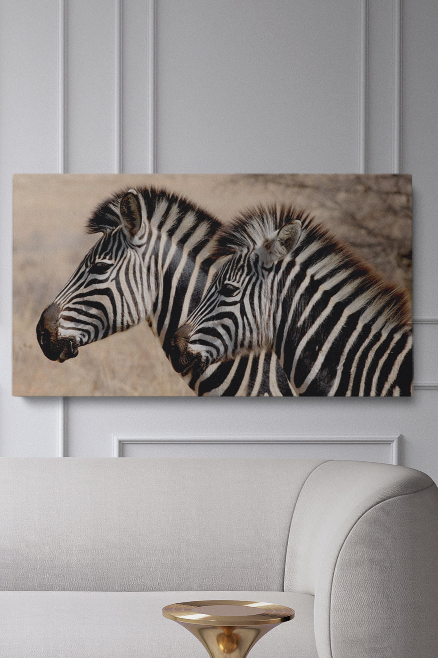 Zebra Stripes