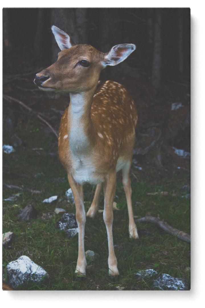 Bambi