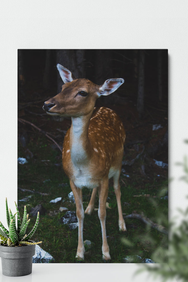 Bambi
