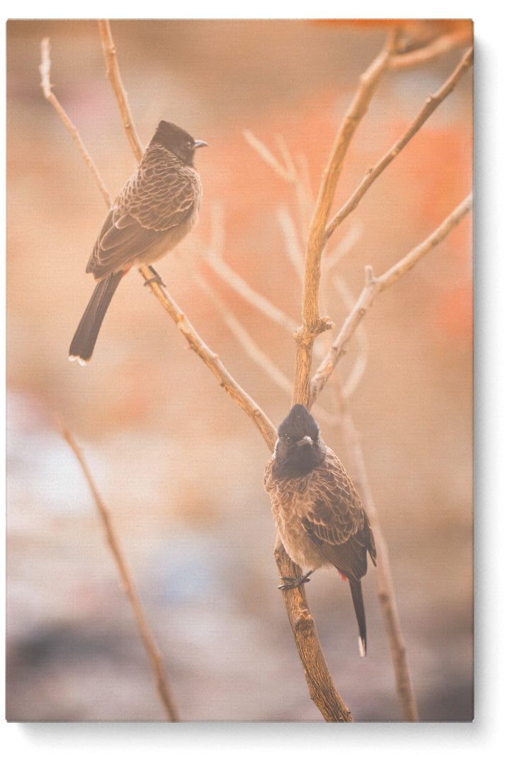 Birds Focus