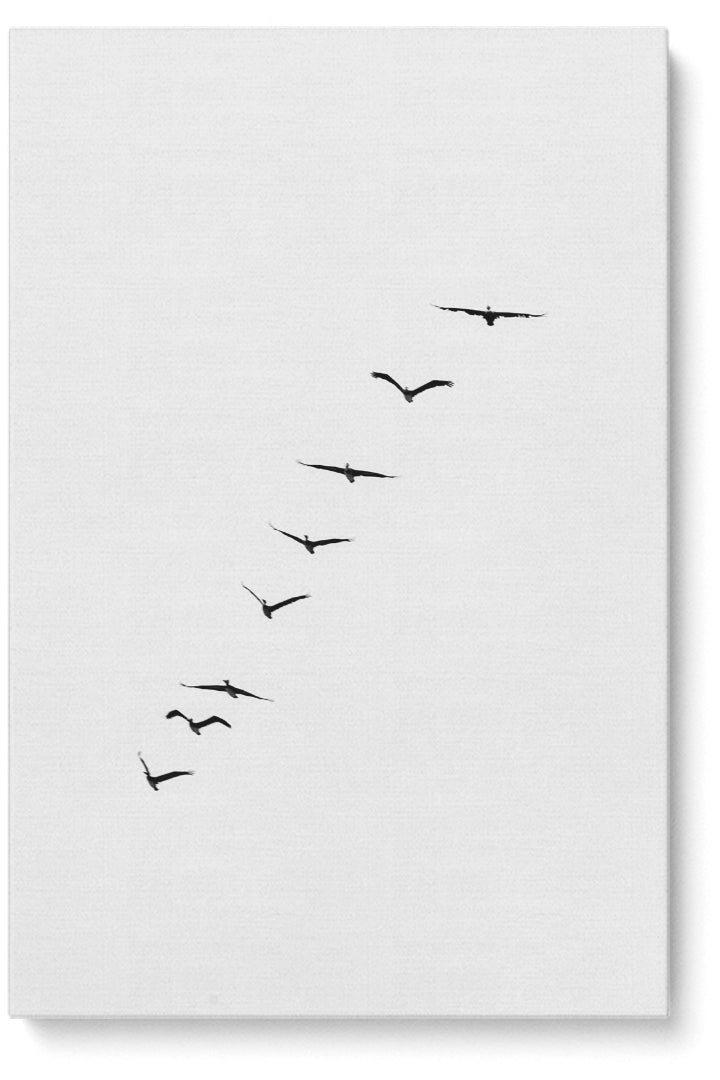 Birds Silhouette