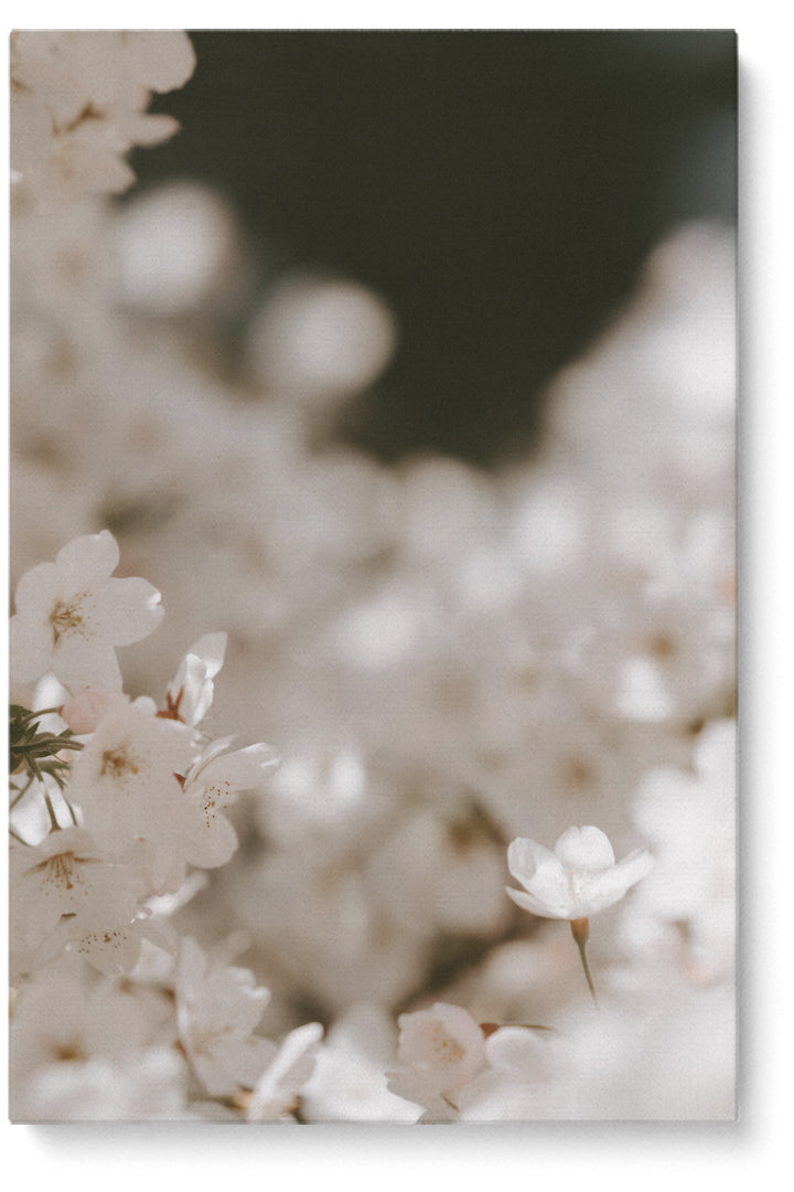 Blooming Cherry Flowers